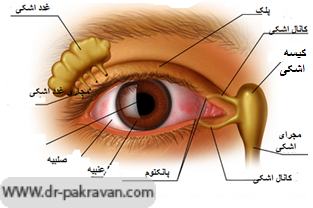 ساختار ترشح و تخلیه اشک